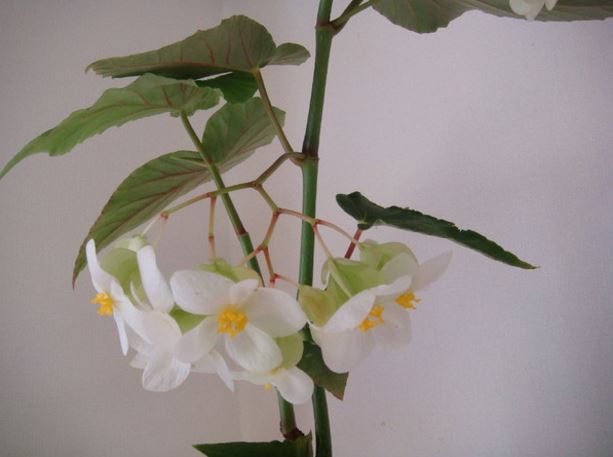 B. ‘Yayoi’